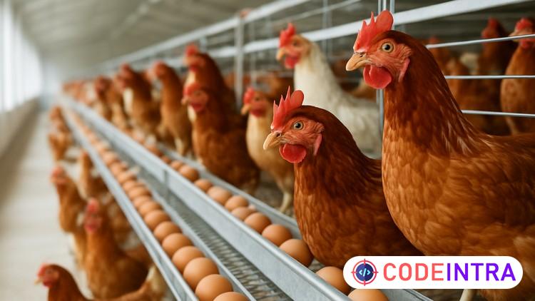 Layer Poultry Farming: Build a Profitable Egg Business